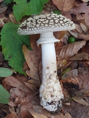 Amanita franchetii