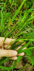 Carex grisea