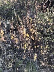 Acer glabrum