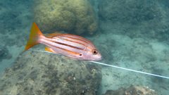 Lutjanus carponotatus