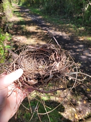 Dumetella carolinensis