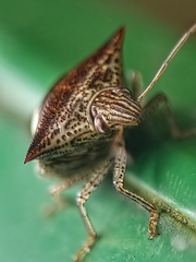 Paracritheus trimaculatus