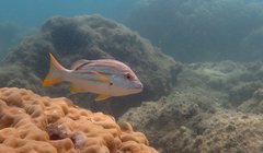 Lutjanus carponotatus