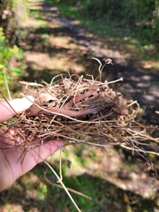 Dumetella carolinensis