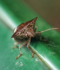 Paracritheus trimaculatus