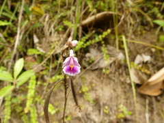 Epidendrum calanthum