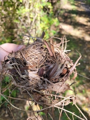 Dumetella carolinensis