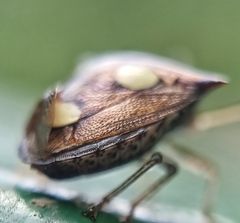 Paracritheus trimaculatus