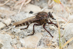 Promachus albifacies