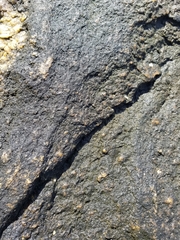 Calothrix