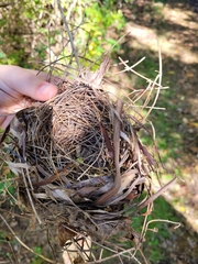 Dumetella carolinensis