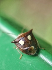 Paracritheus trimaculatus