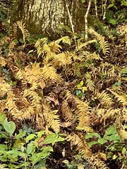 Phegopteris connectilis