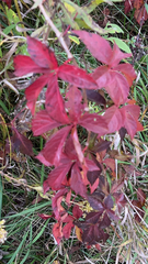 Parthenocissus
