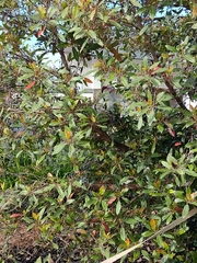 Lopholaimus antarcticus