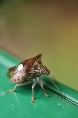 Paracritheus trimaculatus