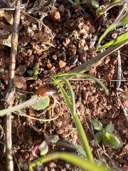 Loboptera