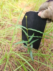 Persicaria hydropiperoides