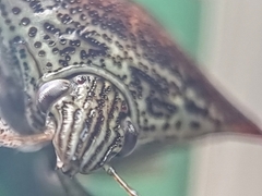 Paracritheus trimaculatus