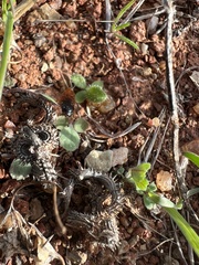 Loboptera
