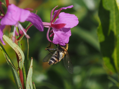 Helophilus neoaffinis