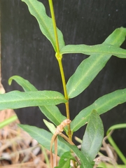 Persicaria hydropiperoides