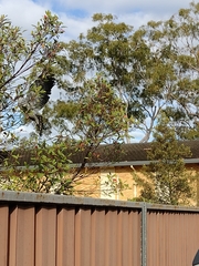 Lopholaimus antarcticus