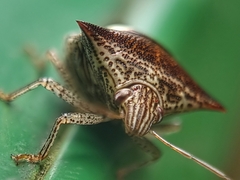 Paracritheus trimaculatus