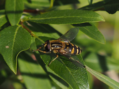 Helophilus neoaffinis