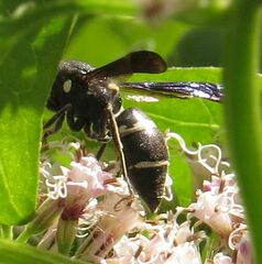 Euodynerus foraminatus