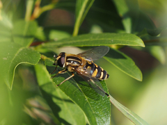 Helophilus neoaffinis