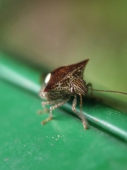 Paracritheus trimaculatus