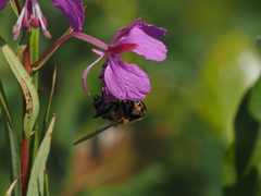 Helophilus neoaffinis