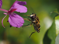 Helophilus neoaffinis