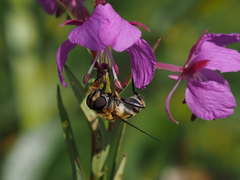 Helophilus neoaffinis