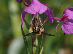 Helophilus neoaffinis