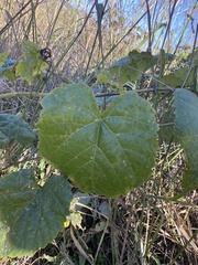 Vitis vulpina