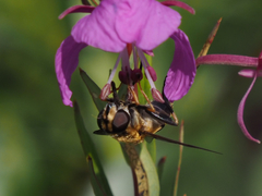 Helophilus neoaffinis