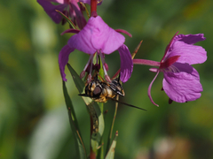 Helophilus neoaffinis