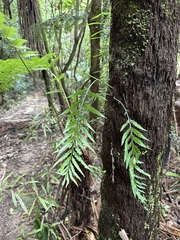 Asplenium bulbiferum x a flaccidum