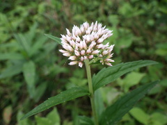 Eupatorium lindleyanum