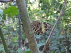 Colobura dirce dirce