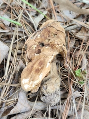 Calvatia craniiformis