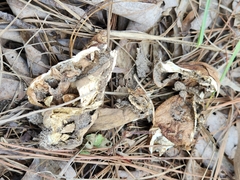 Calvatia craniiformis