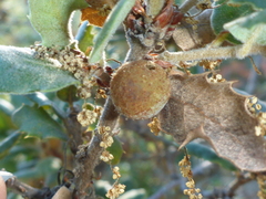 Burnettweldia washingtonensis