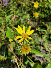 Helianthus giganteus