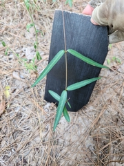 Thyrsanthella difformis