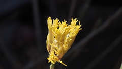 Ericameria nauseosa bernardina