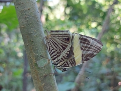 Colobura dirce dirce