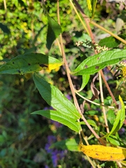 Helianthus giganteus